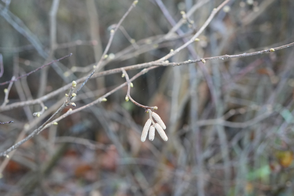 Corylus avellana
