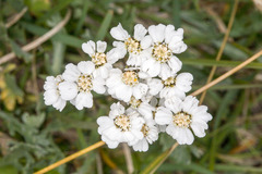 Achillea clavennae