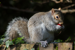 Sciurus carolinensis