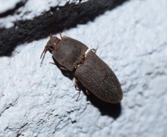 Agrypnus rectangularis