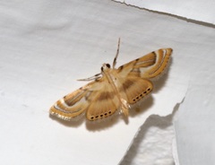 Cataclysta angulata