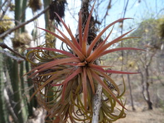 Tillandsia ionantha