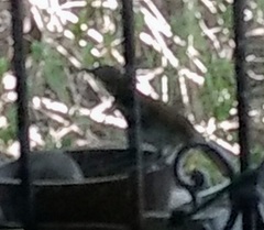 Toxostoma longirostre