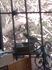 Toxostoma longirostre