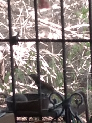 Toxostoma longirostre