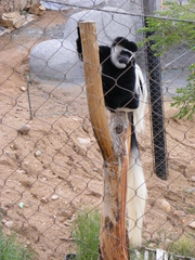Colobus