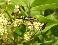 Sphaenothecus trilineatus