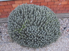 Euphorbia resinifera