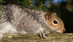 Sciurus carolinensis