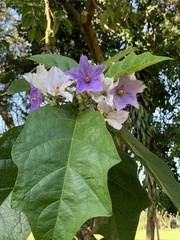 Solanum