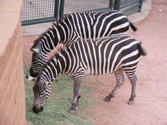 Equus zebra