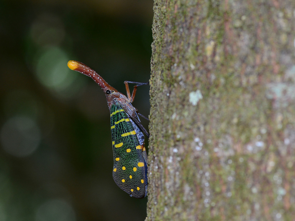 Pyrops intricatus