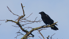 Corvus corone