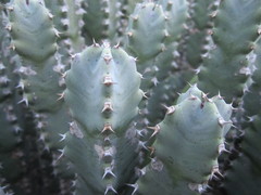 Euphorbia resinifera