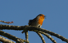 Erithacus rubecula