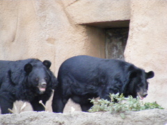 Ursus thibetanus