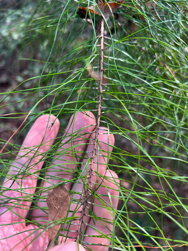 Spruce pine (Pinus glabra)
