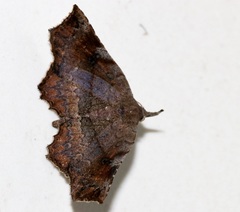 Throana pectinifer