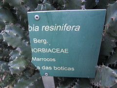 Euphorbia resinifera