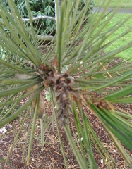 Pinus bungeana