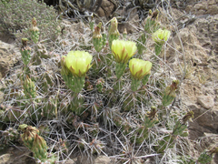 Grusonia aggeria