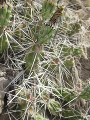 Grusonia aggeria
