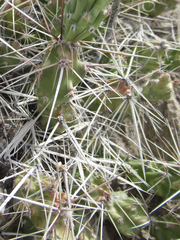 Grusonia aggeria