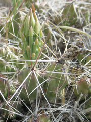 Grusonia aggeria