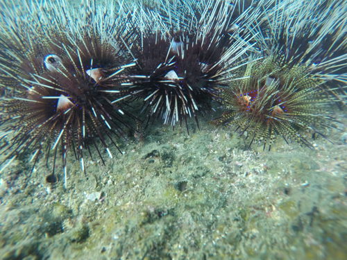 Pacific mutton hamlet (Alphestes immaculatus) — Serranidae