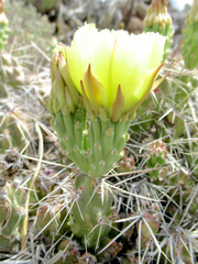 Grusonia aggeria