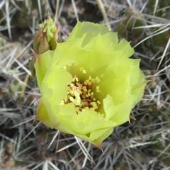 Grusonia aggeria