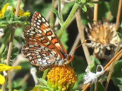Euphydryas chalcedona corralensis