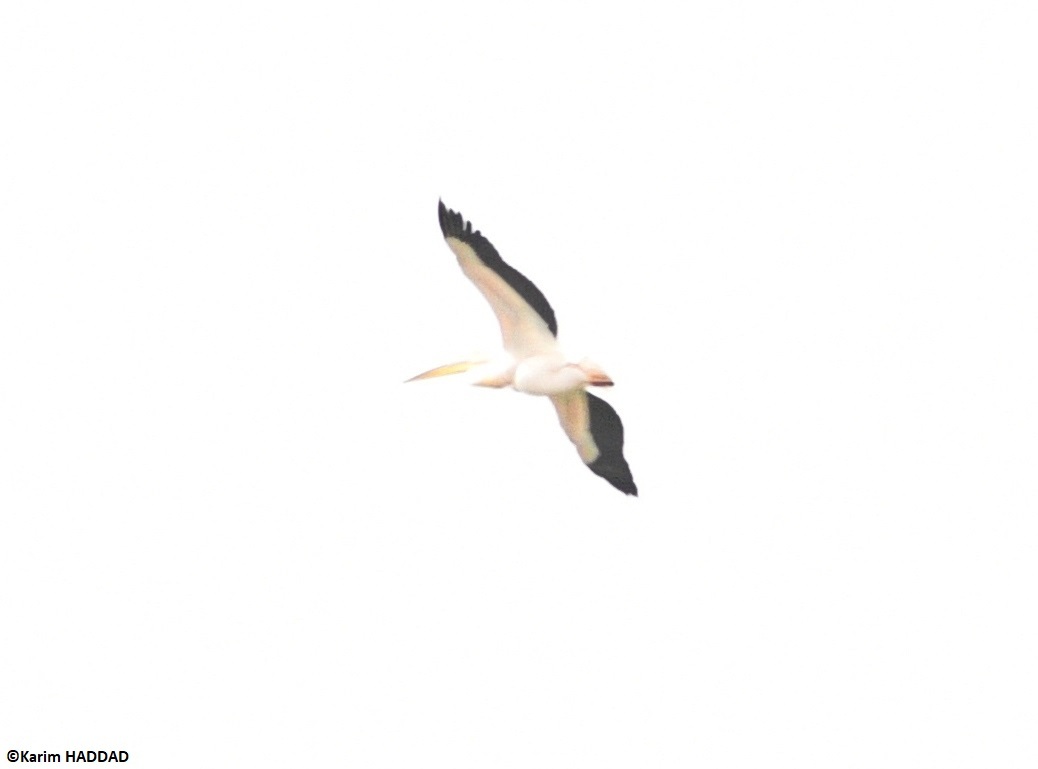 Great White Pelican