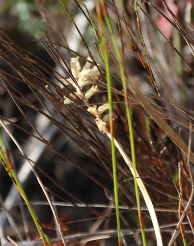 Rocket Viooltjie (Lachenalia cernua)