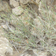 Acleisanthes angustifolia