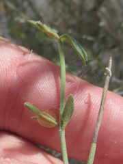 Acleisanthes angustifolia