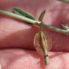 Acleisanthes angustifolia