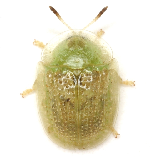 Eggplant Tortoise Beetle