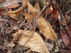 Sceloporus squamosus