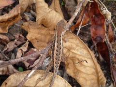 Sceloporus squamosus