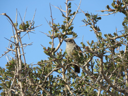 Patagonian Canastero (Pseudasthenes patagonica), photo 6