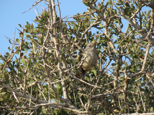 Patagonian Canastero (Pseudasthenes patagonica), photo 10