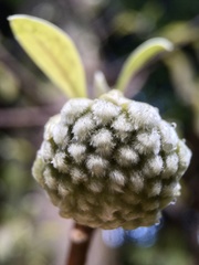 Edgeworthia chrysantha