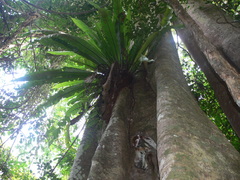 Thamnopteris