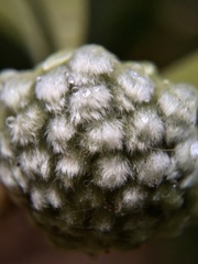 Edgeworthia chrysantha