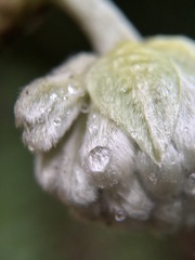 Edgeworthia chrysantha