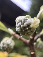 Edgeworthia chrysantha