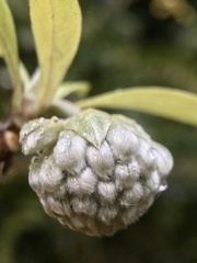 Edgeworthia chrysantha