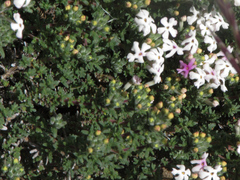 Junellia tridactylites