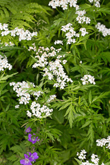 Achillea macrophylla